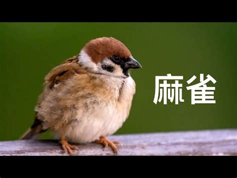 麻雀飛進家裡|【自來鳥麻雀】自來鳥麻雀飛進家裡！吉？兇？風水解析讓你一切。